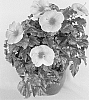 Hibiscus%20rosa-sinensis%20%27Cayman%20Wind%27
