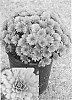 Chrysanthemum%20x%20morifolium%20%27CIFZ0003%27
