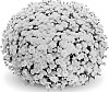 Chrysanthemum%20x%20morifolium%20%27Sinelli%20Yellow%27