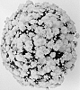 Chrysanthemum%20x%20morifolium%20%27Malmo%20Yellow%27