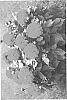Dahlia%20hybrid%20%27LOMDAHBRS%27