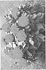 Dahlia%20hybrid%20%27LOMDAHBRS%27