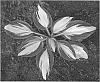 Hosta%20sp.%20%27Color%20Festival%27