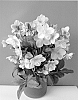 Helleborus%20niger%20x%20Helleborus%20lividus%20%27COSEH%20940%27