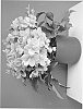 Helleborus%20niger%20x%20Helleborus%20sternii%20%27COSEH%20860%27