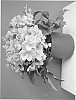 Helleborus%20niger%20x%20Helleborus%20sternii%20%27COSEH%20860%27