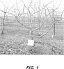 Malus%20domestica%20%27CN%20121%27