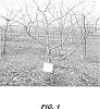Malus%20domestica%20%27CN%20121%27