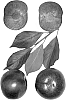 Interspecific%20Prunus%20species%20%27Festival%20Red%27