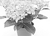 Hydrangea%20hybrida%20%27Agrihydraelf%27