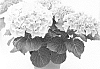 Hydrangea%20hybrida%20%27Agrihydranegen%27