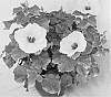 Hibiscus%20rosa-sinensis%20%27Aruba%20Wind%27