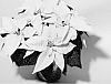 Euphorbia%20pulcherrima%20Willd.%20ex%20Klotzsch%20%27NPCW12202%27