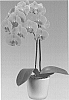 Phalaenopsis%20hybrida%20%27146833%27