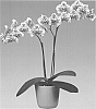 Phalaenopsis%20hybrida%20%27Looking%20Back%27