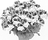 Pelargonium%20grandiflorum%20%27Regdar%27