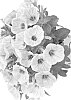 Petunia%20x%20hybrida%20%27Duepotpiropi%27
