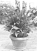 Variety%20of%20Calla%20Lily%20Named%20%27Allure%27