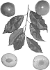 Interspecific%20Prunus%20species%20%27Sweet%20Pixzee%202%27