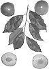 Interspecific%20Prunus%20species%20%27Sweet%20Pixzee%202%27
