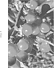 Prunus%20avium%20%28L.%29%20L.%20%27ROSILAM%27