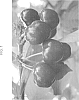 Prunus%20avium%20%28L.%29%20L.%20%27RUBILAM%27