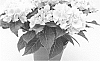 Hydrangea%20hybrida%20%27Agrihydraveertien%27