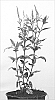 Veronica%20longifolia%20%27Charlotte%27