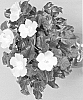 Hibiscus%20rosa-sinensis%20%27Bonaire%20Wind%27