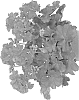 Pelargonium%20zonale%20x%20Pelargonium%20peltatum%20%27Duecumbadero%27