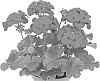 Pelargonium%20zonale%20x%20Pelargonium%20peltatum%20%27Duesalsadar%27