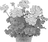 Pelargonium%20zonale%20x%20Pelargonium%20peltatum%20%27Duesalsapi%27