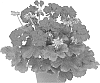 Pelargonium%20zonale%20x%20Pelargonium%20peltatum%20%27Duecumbadar%27