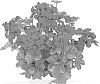 Pelargonium%20peltatum%20%27Duebelvidar%27