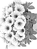 Petunia%20x%20hybrida%20%27Duepotpiblic%27