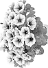 Petunia%20x%20hybrida%20%27Duepotpipuce%27