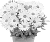 Osteospermum%20ecklonis%20%27Duetiyel%27