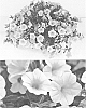Calibrachoa%20sp.%20%27Suncallemon%27