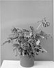 Helleborus%20hybridus%20%27HLR%20190%27