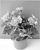 Begonia%20hiemalis%20%27BKPBEEGL%27