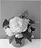 Begonia%20x%20tuberhybrida%20%27TMBEG096%27