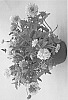 Gaillardia%20pulchella%20%27DGAL902%27