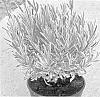 Lavandula%20angustifolia%20%27Momparler%27