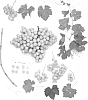 Vitis%20vinifera%20%27Sheegene-21%27
