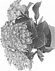 Hydrangea%20hybrida%20%27Agrihydradertien%27