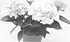 Hydrangea%20hybrida%20%27Agrihydratien%27