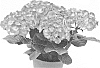 Hydrangea%20hybrida%20%27Agrihydrazestien%27