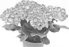 Hydrangea%20hybrida%20%27Agrihydrazestien%27