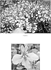 Lobelia%20erinus%20%27LOBZ001%27