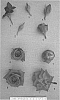 Rosa%20hybrida%20%27PACninetyfive%27